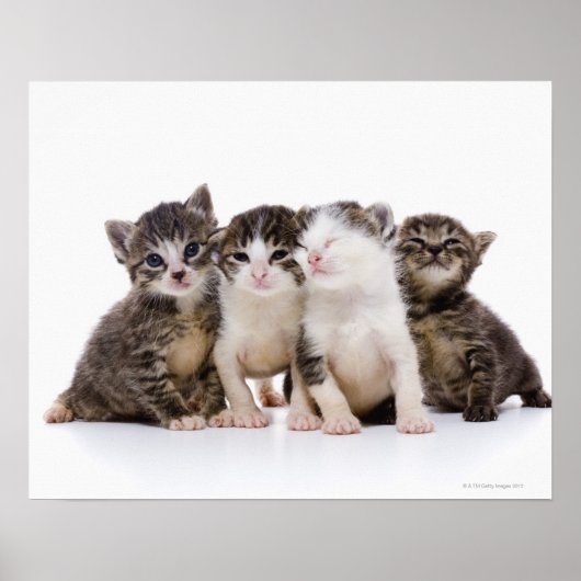 Japanse kat poster (Voorkant)