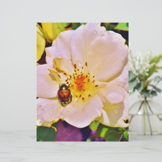 Japanse keet op witte roze (Staand voorkant)