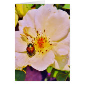 Japanse keet op witte roze (Voorkant)