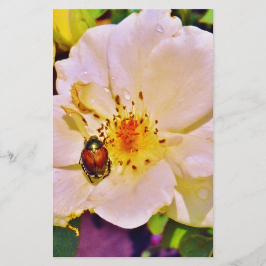 Japanse keet op witte roze (Voorkant)