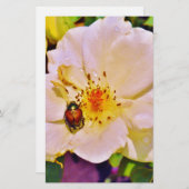 Japanse keet op witte roze (Voorkant / Achterkant)