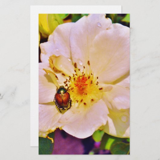 Japanse keet op witte roze (Voorkant / Achterkant)