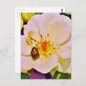 Japanse keet op witte roze briefkaart (Voorkant / Achterkant)