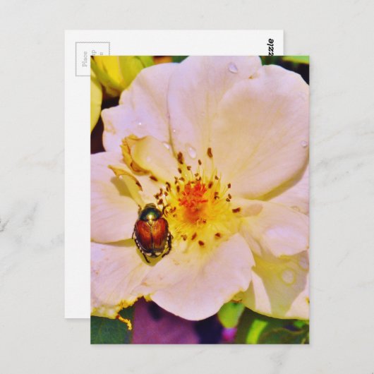 Japanse keet op witte roze briefkaart (Voorkant / Achterkant)