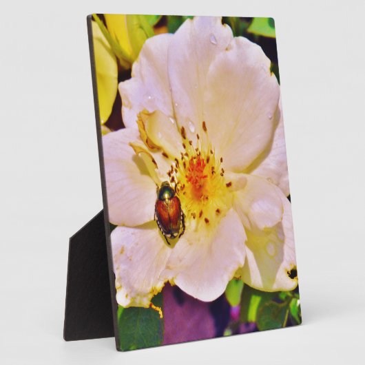 Japanse keet op witte roze fotoplaat (Zijkant)