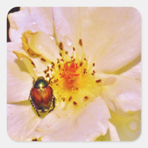 Japanse keet op witte roze vierkante sticker