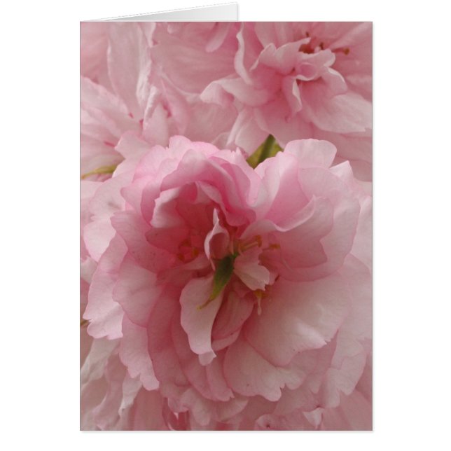 Japanse kers (Voorkant)