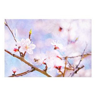 Japanse kers - Sakura in Bloom Foto Afdruk