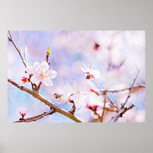 Japanse kers - Sakura in Bloom Poster (Voorkant)