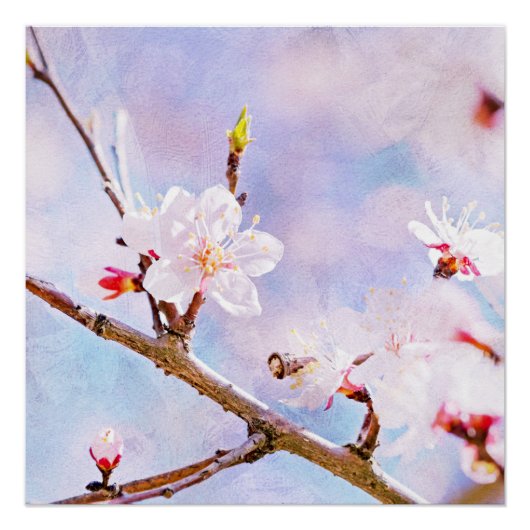 Japanse kers - Sakura in Bloom Poster (Voorkant)