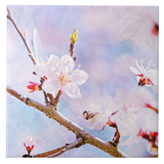 Japanse kers - Sakura in Bloom Tegeltje (Voorkant)