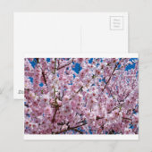 Japanse kersenbloem briefkaart (Voorkant / Achterkant)