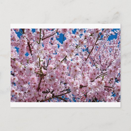 Japanse kersenbloem briefkaart (Voorkant)