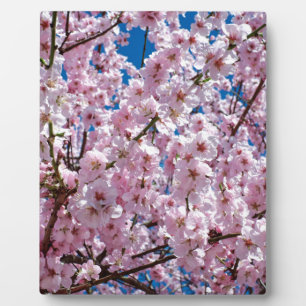Japanse kersenbloem fotoplaat