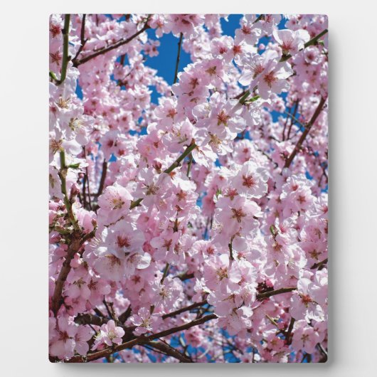 Japanse kersenbloem fotoplaat (Voorkant)