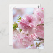 Japanse kersenbloesem briefkaart (Voorkant / Achterkant)
