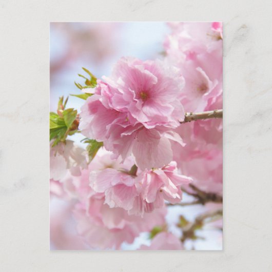 Japanse kersenbloesem briefkaart (Voorkant)