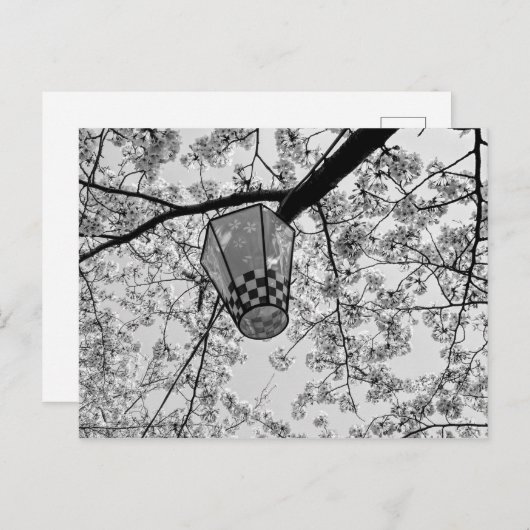 Japanse Kersenbloesem en Lantaarn Briefkaart (Voorkant / Achterkant)