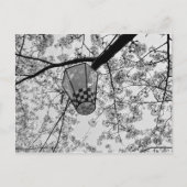 Japanse Kersenbloesem en Lantaarn Briefkaart (Voorkant)