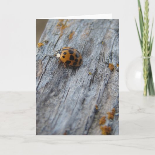 Japanse kever op hek kaart (Voorkant)