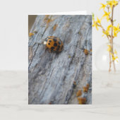 Japanse kever op hek kaart (Gele Bloem)