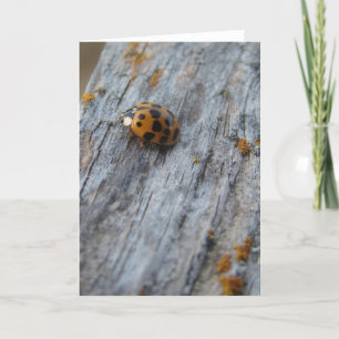 Japanse kever op hek kaart