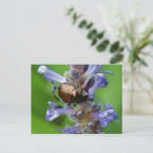 Japanse kever op Paarse arrowidebloem Briefkaart (Staand voorkant)