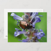 Japanse kever op Paarse arrowidebloem Briefkaart (Voorkant / Achterkant)