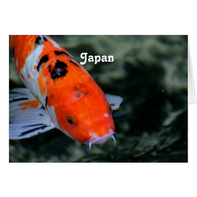 Japanse Koi (Voorkant Horizontaal)