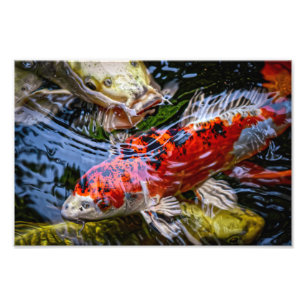Japanse Koi Fish Pond Foto Afdruk