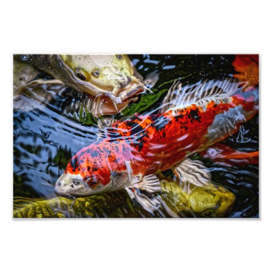 Japanse Koi Fish Pond Foto Afdruk (Voorkant)