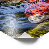 Japanse Koi Fish Pond Foto Afdruk (Hoek)