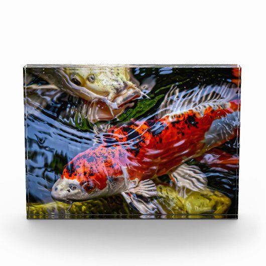 Japanse Koi Fish Pond Fotoblokken (Voorkant)