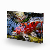 Japanse Koi Fish Pond Fotoblokken (Rechts)