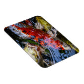 Japanse Koi Fish Pond Magneet (Rechterzijde)