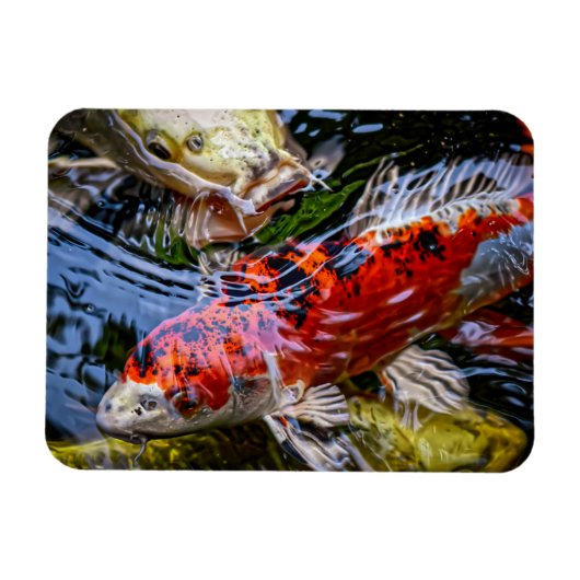 Japanse Koi Fish Pond Magneet (Horizontaal)