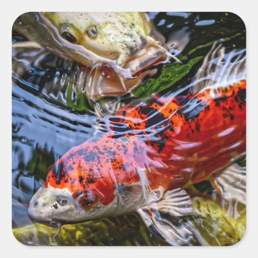 Japanse Koi Fish Pond Vierkante Sticker (Voorkant)