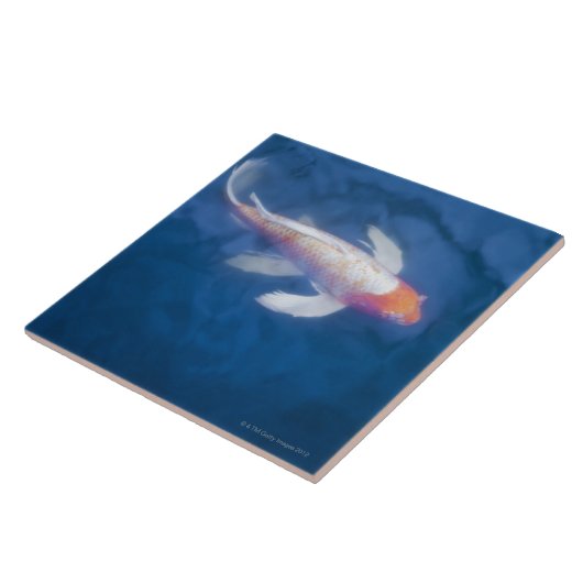 Japanse koivissen in vijver, hooghoekig uitzicht tegeltje (Zijkant)