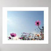 Japanse kosmos Flowers Poster (Voorkant)