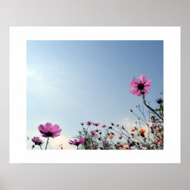 Japanse kosmos Flowers Poster