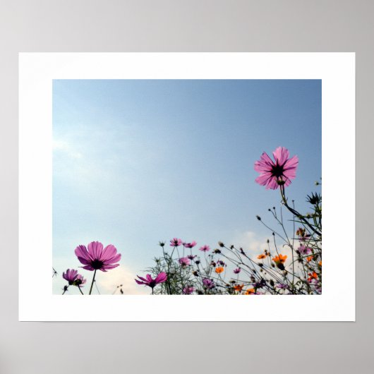 Japanse kosmos Flowers Poster (Voorkant)