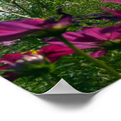Japanse kosmos Flowers Poster (Hoek)