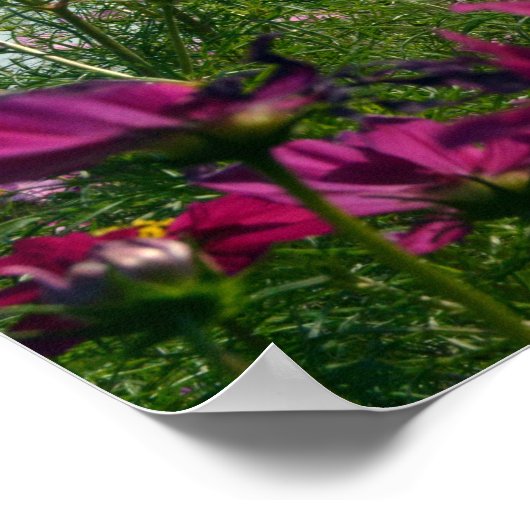 Japanse kosmos Flowers Poster (Hoek)