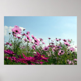Japanse kosmos Flowers Poster