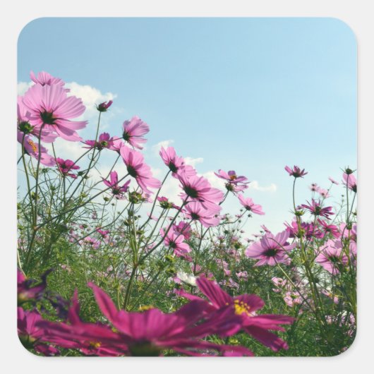 Japanse kosmos Flowers Vierkante Sticker (Voorkant)