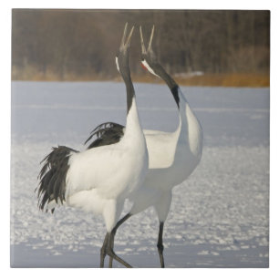 Japanse kranen dansen op sneeuw tegeltje