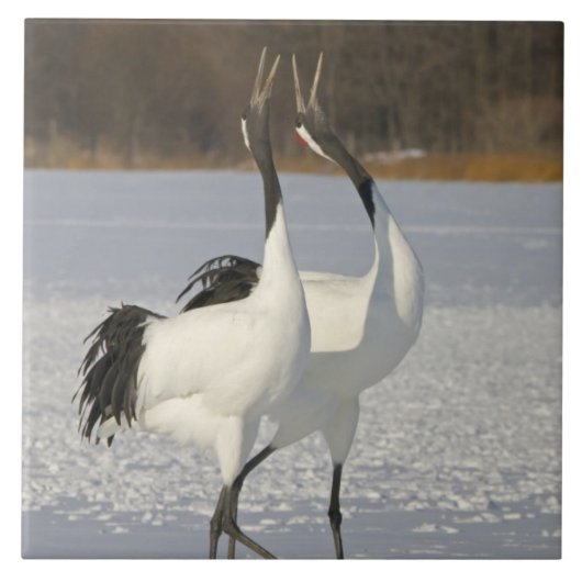 Japanse kranen dansen op sneeuw tegeltje (Voorkant)