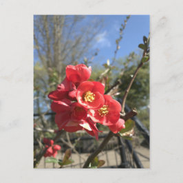 Japanse Kwee in de Park Ansichtkaart Briefkaart
