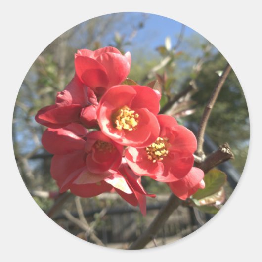 Japanse Kweepeer in het park Ronde Sticker (Voorkant)