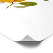 Japanse kweepel poster (Hoek)